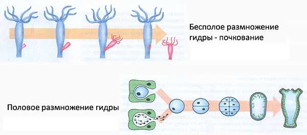 Http blacksprut com зеркало bs2web top